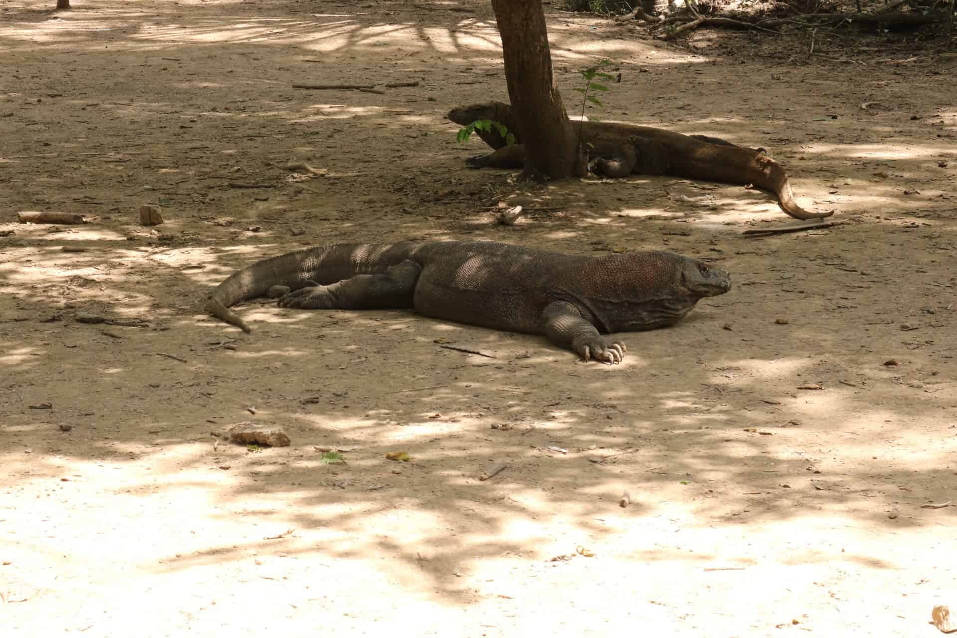 two Komodo dragons resting in the shade