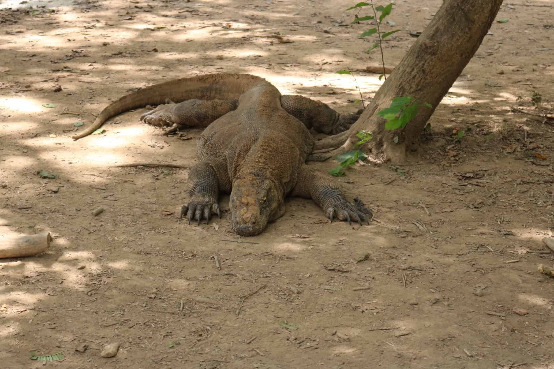 Komodo dragon resting