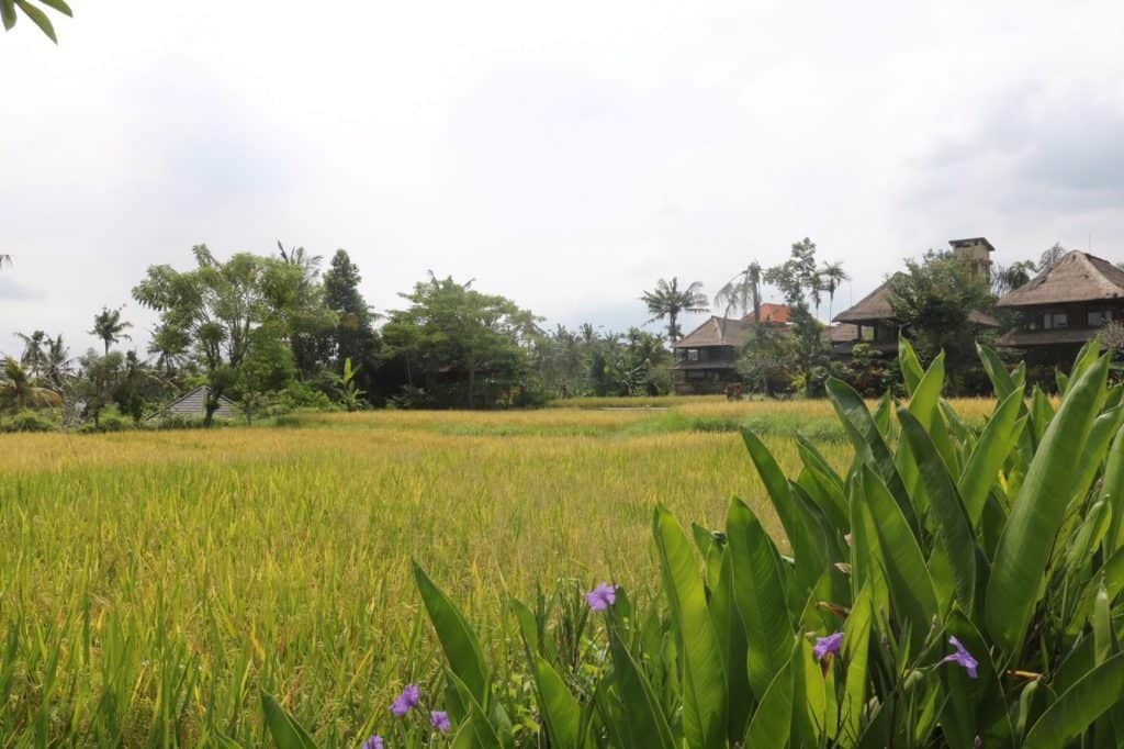 Ubud