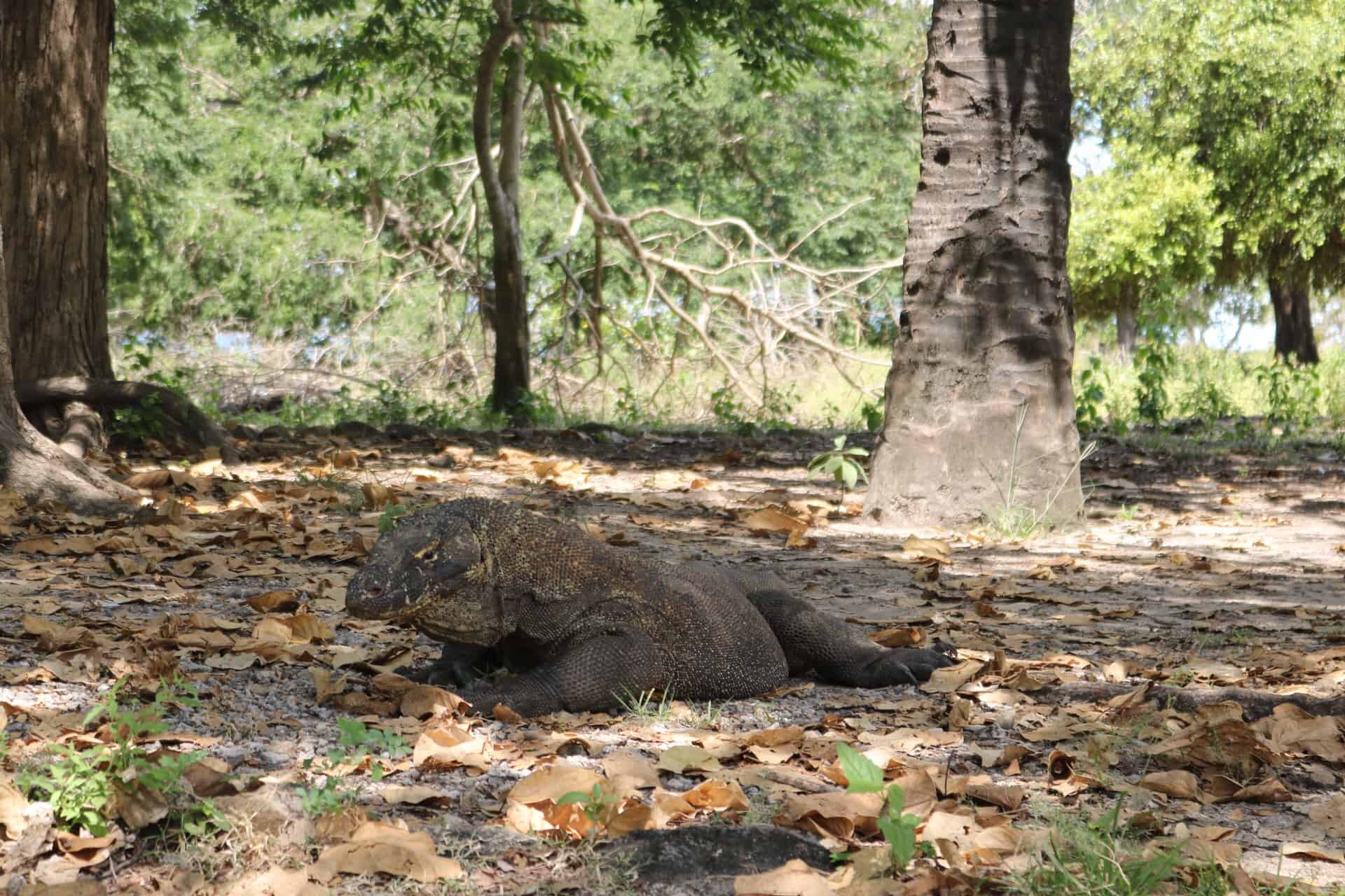 Komodo dragon laying on the ground and some trees
