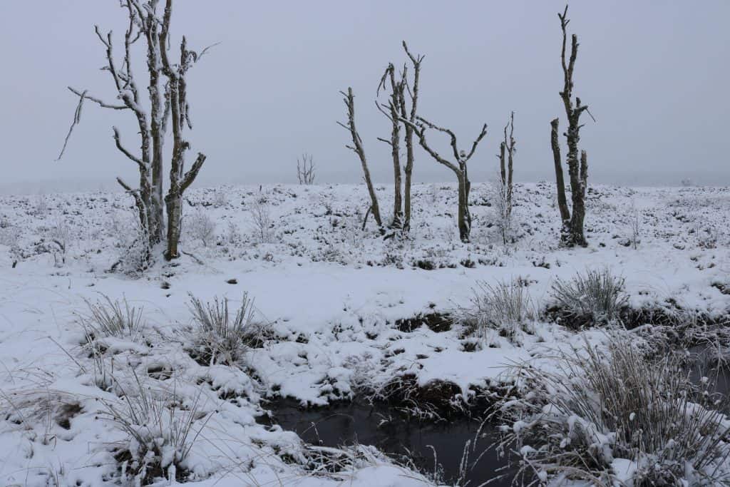 Trees with bare branches in a snowy landscape with a small lake in front