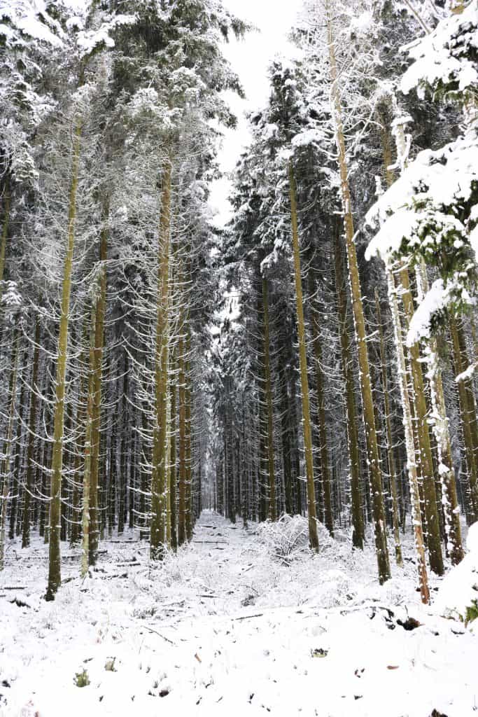 Snowy pine trees