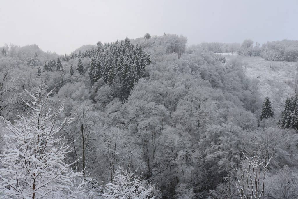 A hill full of snowy pines and other trees