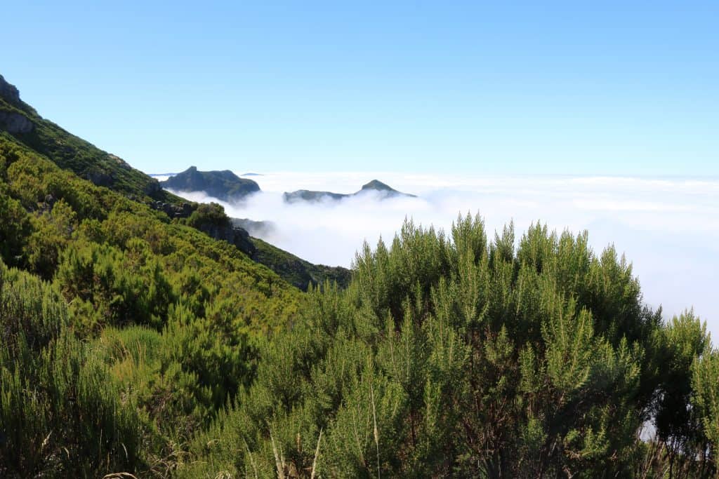 Green mountains with trees and clouds