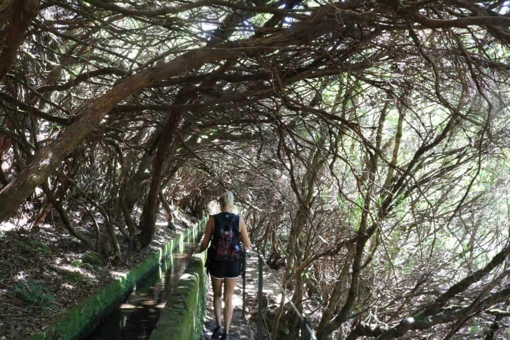 Girl under a bunch of trees levada walking