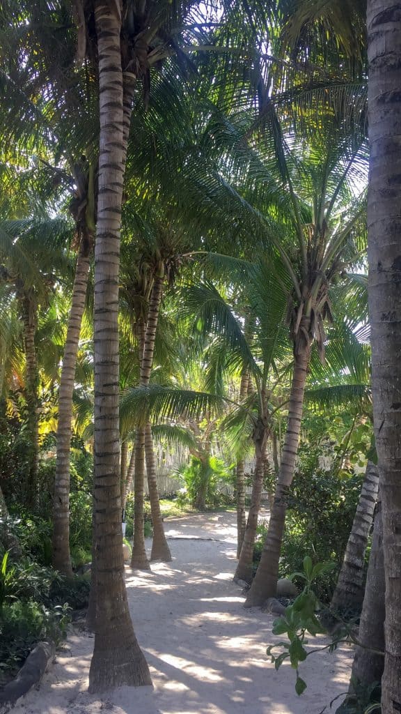 Palmtrees on Nativus Tulum