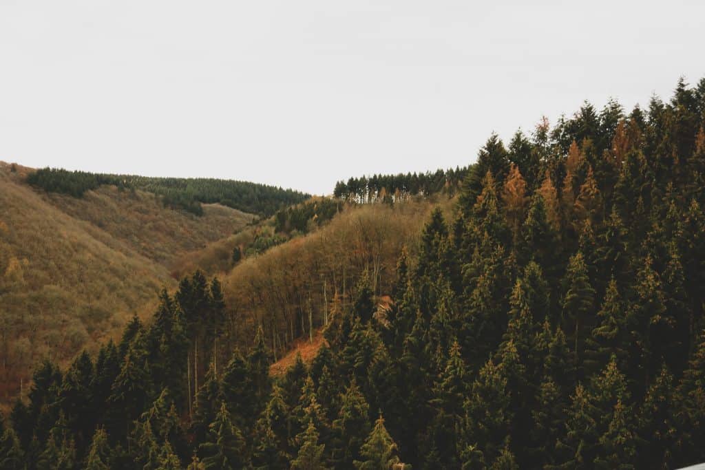 A hill filled with green pine trees and a grey sky