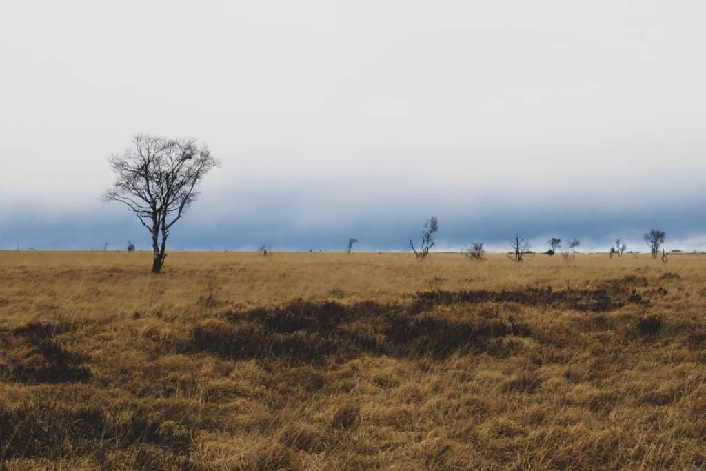 A few trees, a stormy sky and a yellow ground