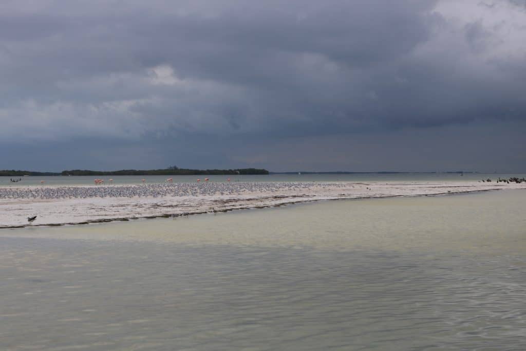 Stormy dark sky with an island and a lot of birds and flamingo's on it