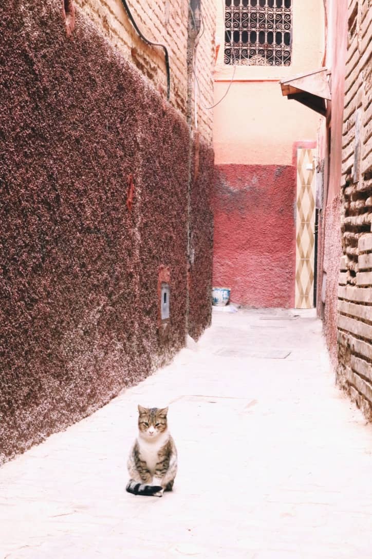 Cat sitting in front of brown red colored walls in Marrakech