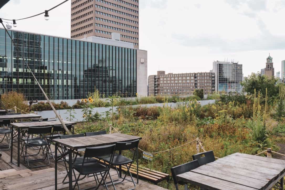 Rooftop garden ophetdak rotterdam