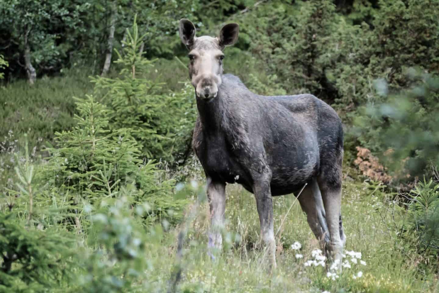 Moose in Dalen, Norway