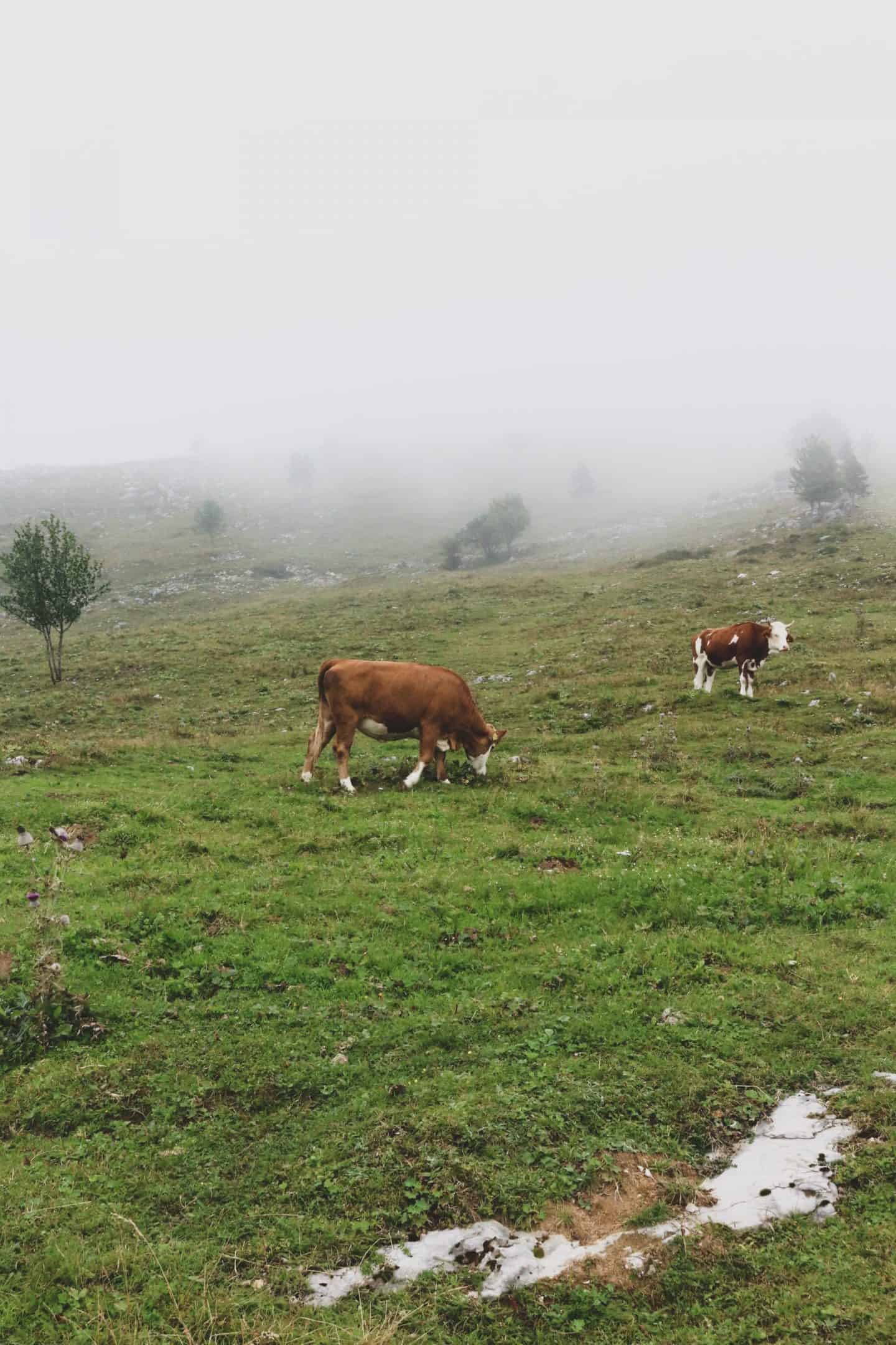 Cows on Velika Planina