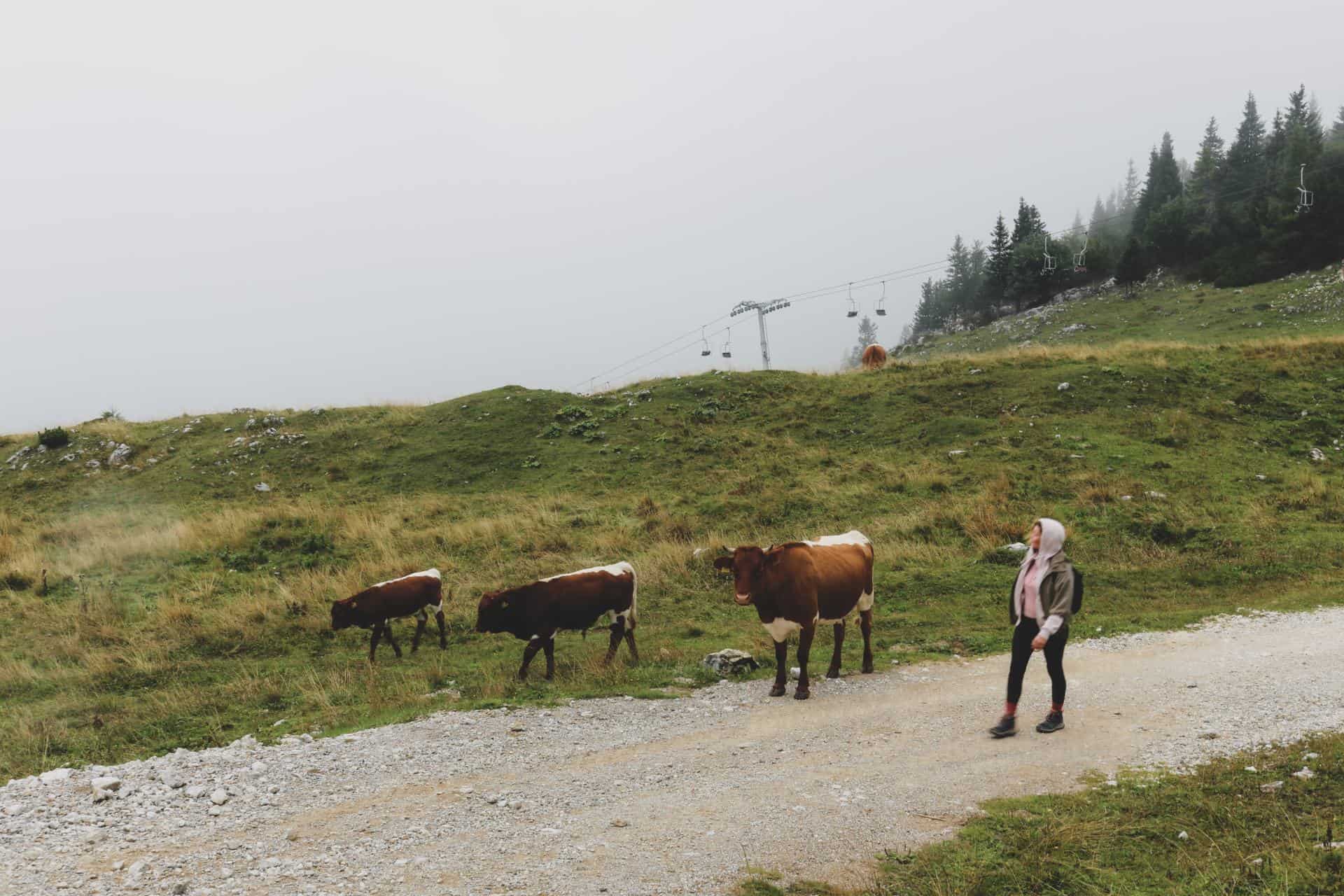 Hike Velika Planina