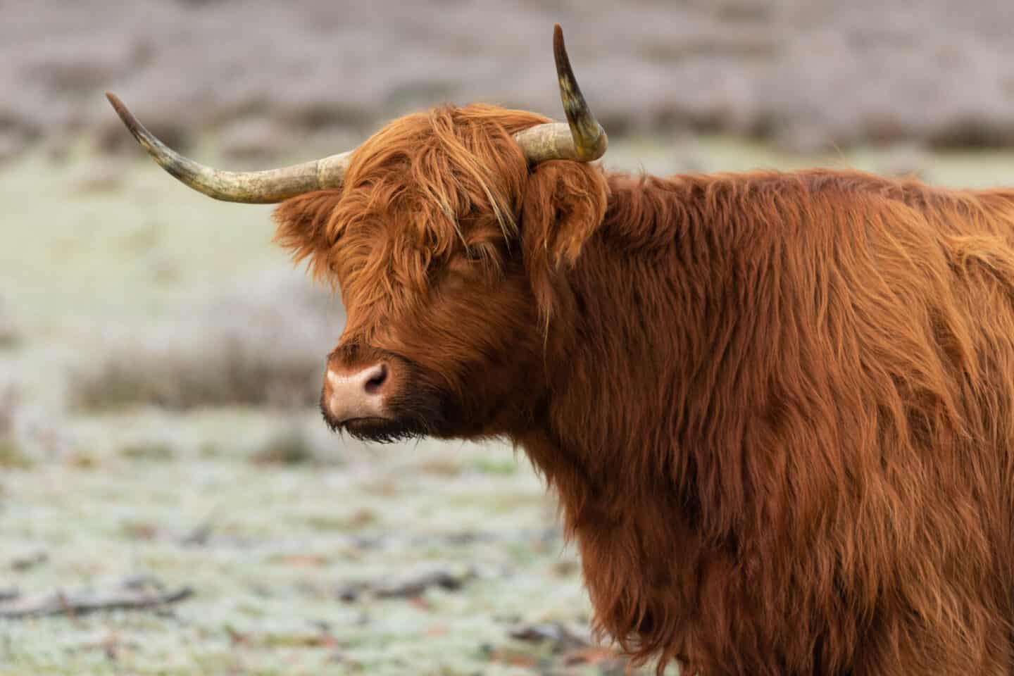 Scottish highland cow National Park veluwezoom