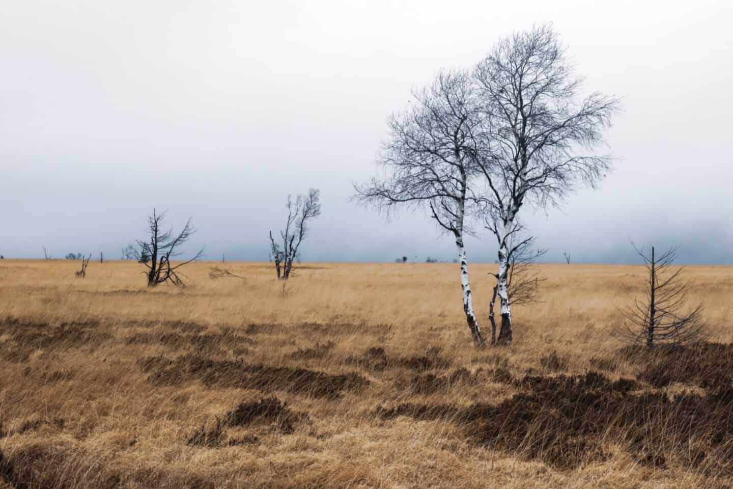 High Fens Belgium 
Hoge Venen België
Most beautiful nature Belgium